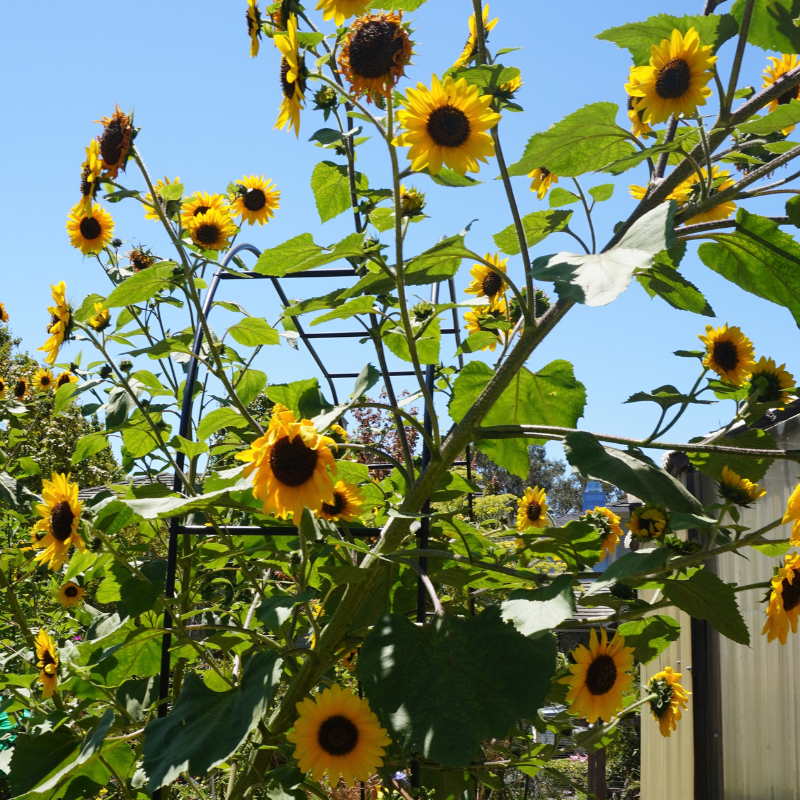 Sunflowers