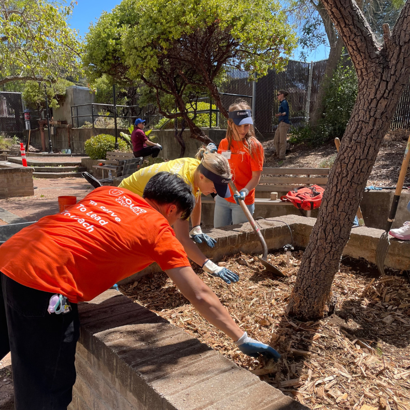 Volunteers mulching tree bed